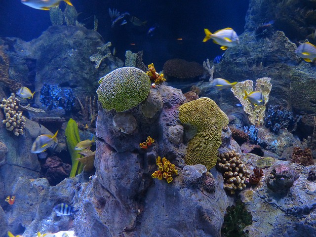 Unterwasseraufnahmen Unterwasseraufnahmen
