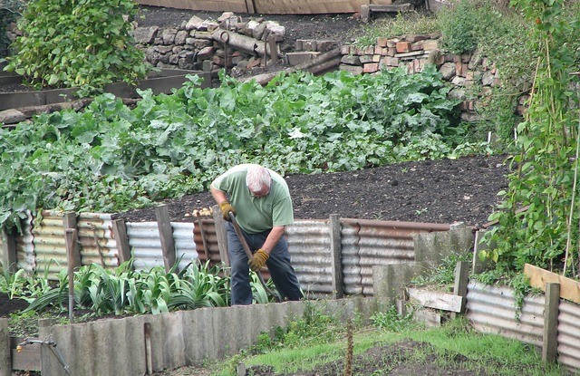 Gartenpflanzen richtig pflegen