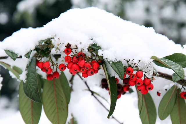 Garten im Winter