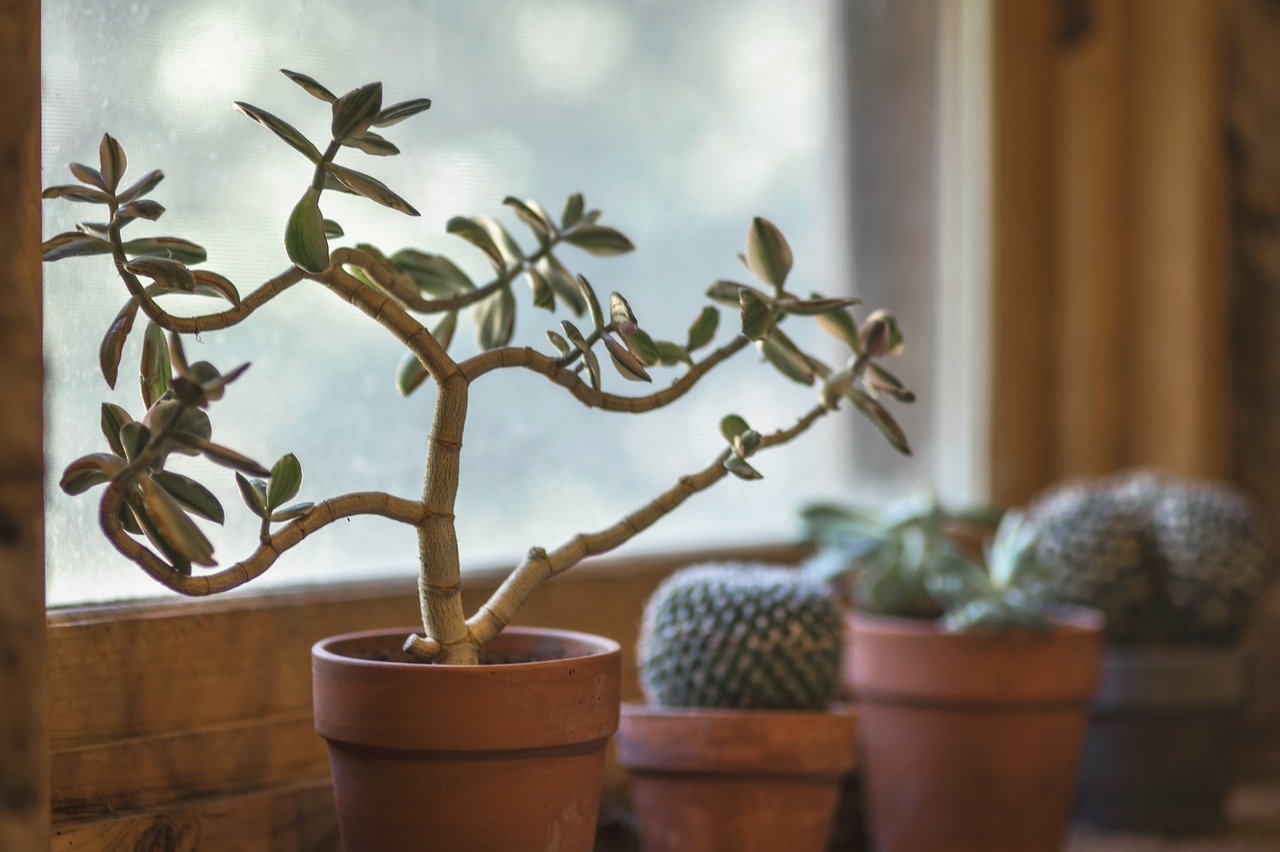 Bonsai und Kakteen