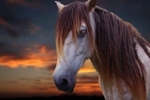 Pferd - Westernfeeling