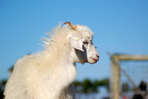 Kaschmirziege Cashmere Ziege