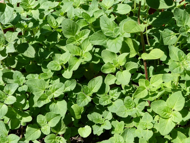frischer Oregano frischer Oregano