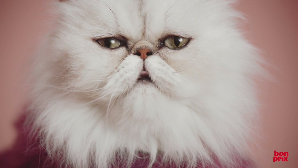 20160513_Katzen_Bild_1